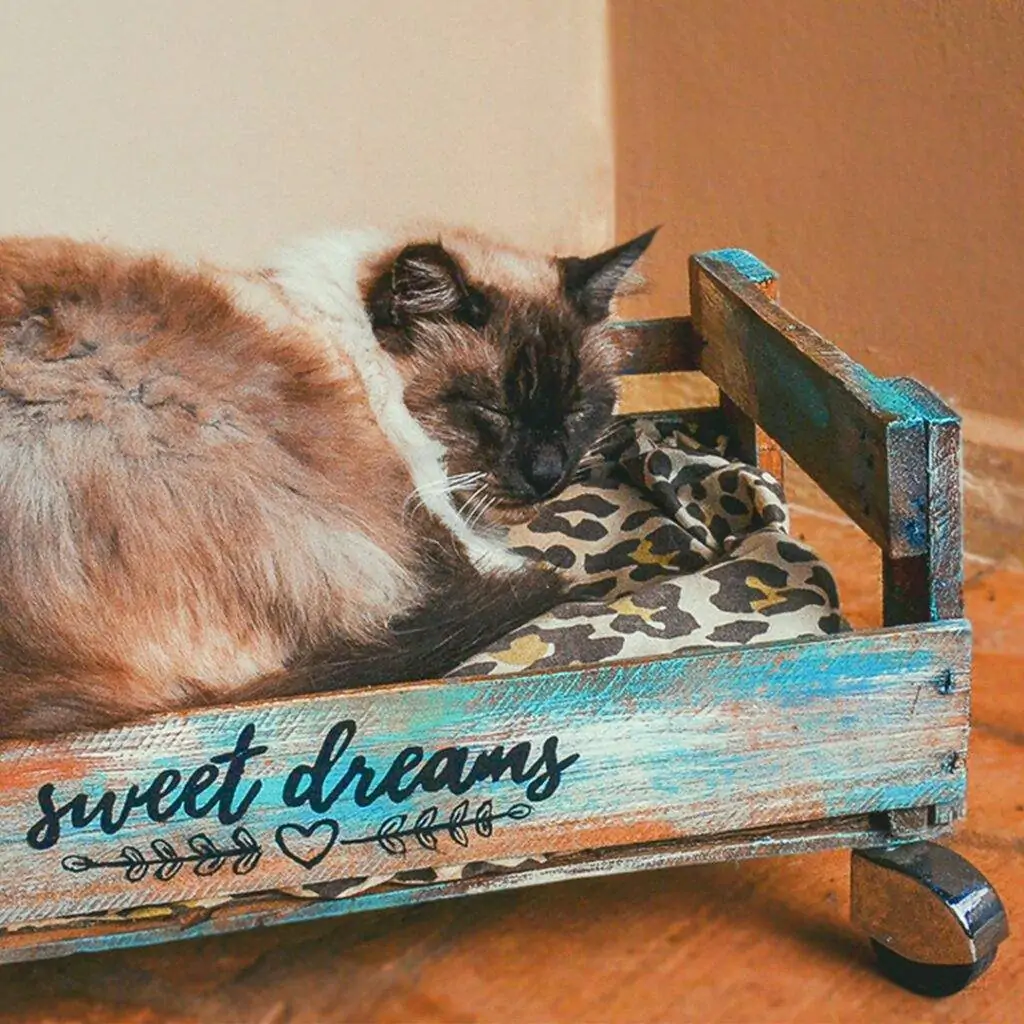 caixote para cama de gato decorado