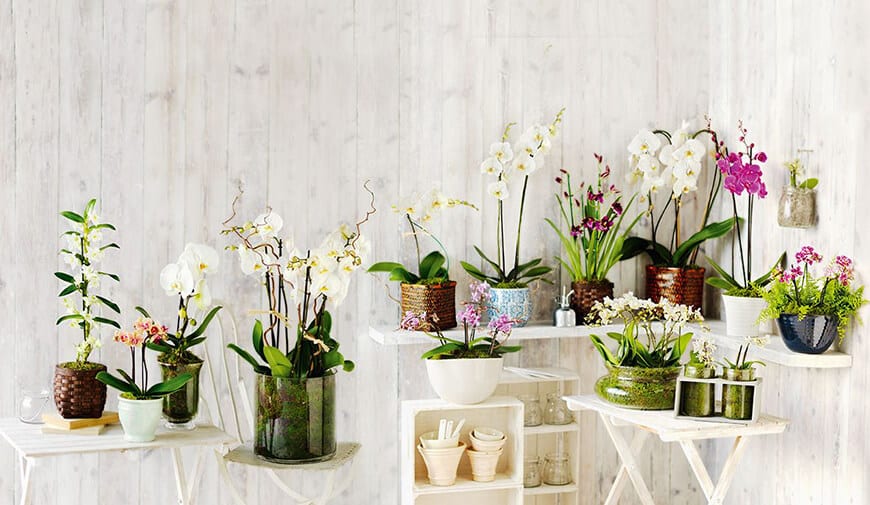 Como cuidar de orquídeas: Dicas para cultivar dentro de casa