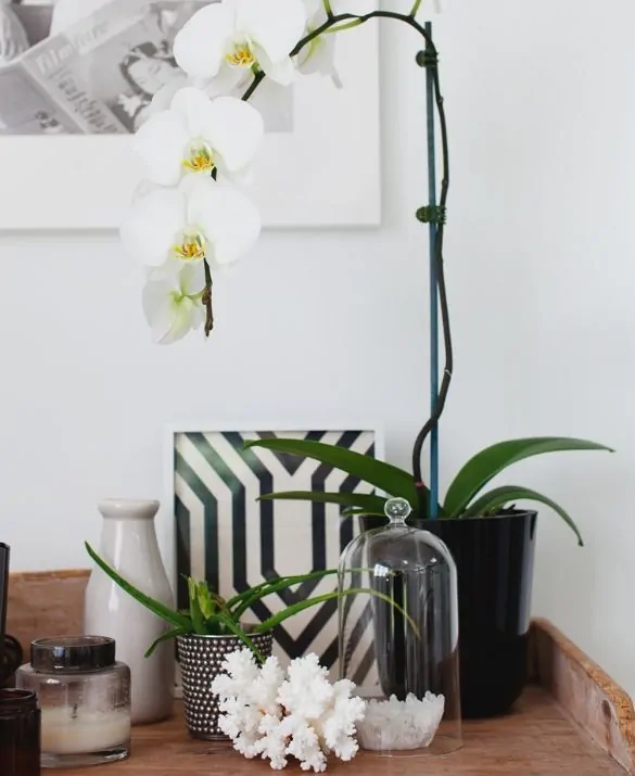 Vaso de orquídea branca na mesa lateral com vários objetos de decoração em preto e branco. Luxo total!