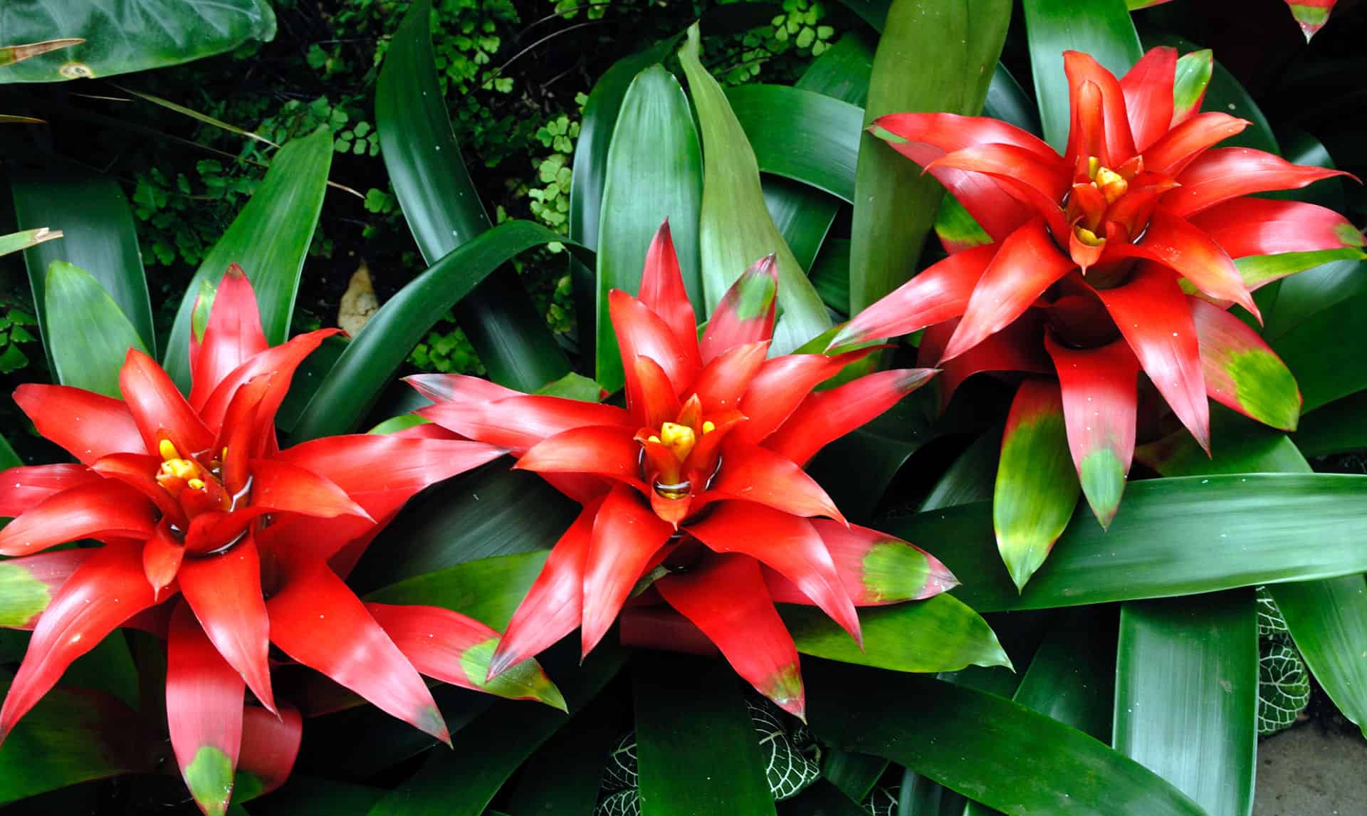 bromelias para dentro do apartamento